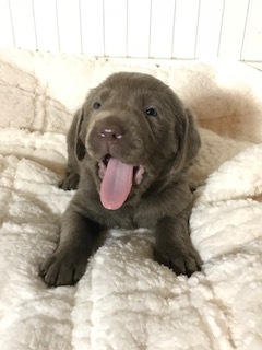 Medium Photo #1 Labrador Retriever Puppy For Sale in MCCALL, ID, USA