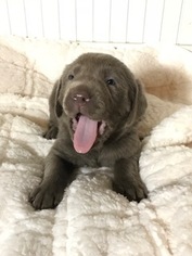 Labrador Retriever Puppy for sale in MCCALL, ID, USA