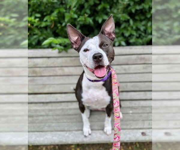 Medium Photo #1 American Staffordshire Terrier-Unknown Mix Puppy For Sale in Brewster, MA, USA