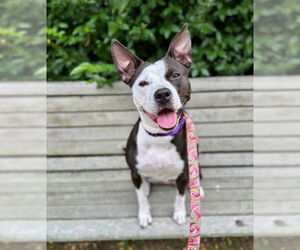American Staffordshire Terrier-Unknown Mix Dogs for adoption in Brewster, MA, USA
