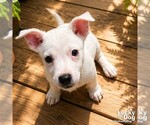 Small #3 Labrador Retriever Mix