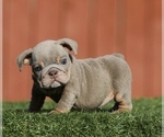 Small #2 English Bulldog