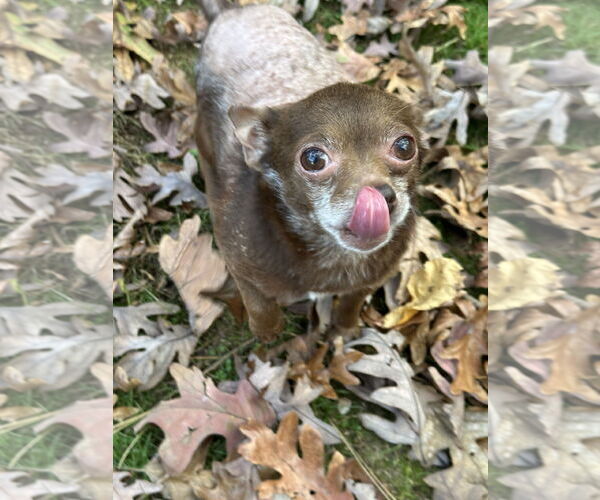 Medium Photo #7 Chihuahua Puppy For Sale in Cary, NC, USA