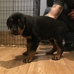 Small Photo #12 Rottweiler Puppy For Sale in EUBANK, KY, USA