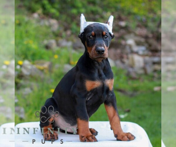 Medium Photo #3 Doberman Pinscher Puppy For Sale in NEWMANSTOWN, PA, USA