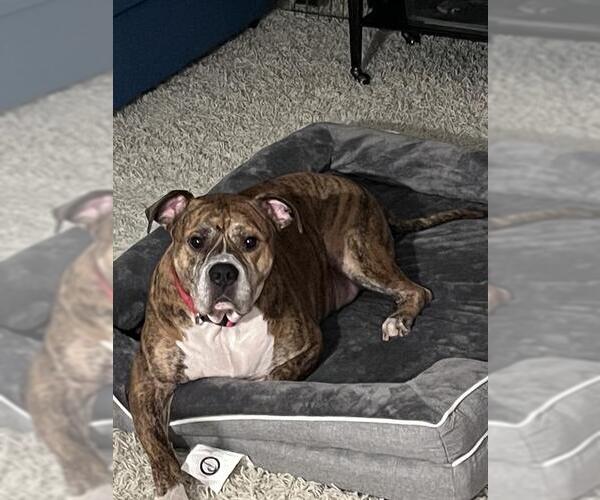 Medium Photo #1 Bulloxer Puppy For Sale in Raleigh, NC, USA