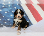 Small Photo #10 Bernedoodle Puppy For Sale in CARLOCK, IL, USA