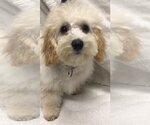 Small Photo #1 Mutt Puppy For Sale in Lincolnwood, IL, USA