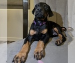 Small Photo #4 Doberman Pinscher Puppy For Sale in YUMA, AZ, USA