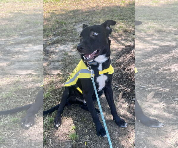 Medium Photo #3 Mutt Puppy For Sale in Munford, TN, USA