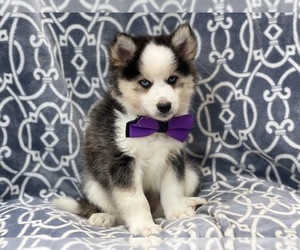 Pomsky Puppy for sale in LAKELAND, FL, USA