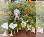 Small #8 Faux Frenchbo Bulldog