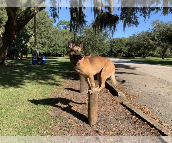 Medium Photo #1 Belgian Malinois Puppy For Sale in WILLISTON, FL, USA