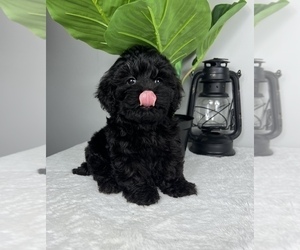 Cockapoo Puppy for sale in FRANKLIN, IN, USA