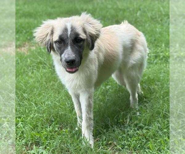 Medium Photo #2 Anatolian Shepherd-Unknown Mix Puppy For Sale in Yardley, PA, USA