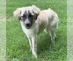 Small #1 Anatolian Shepherd Mix