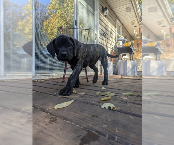 Medium Photo #1 Mastiff Puppy For Sale in BRODHEAD, WI, USA
