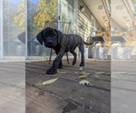 Small Mastiff