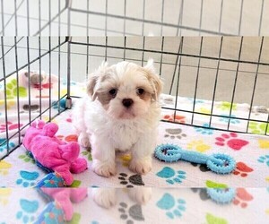 Shih Tzu Puppy for sale in ORO VALLEY, AZ, USA