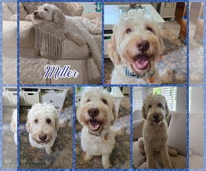 Poodle (Standard) Dogs for adoption in Blacksburg, SC, USA