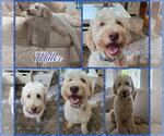 Small Poodle (Standard)