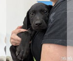 Small #4 Labrador Retriever Mix