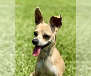Chihuahua-Unknown Mix Dogs for adoption in San Leon, TX, USA