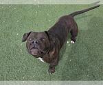 Small Photo #4 American Staffordshire Terrier-Bulldog Mix Puppy For Sale in Rockwall, TX, USA