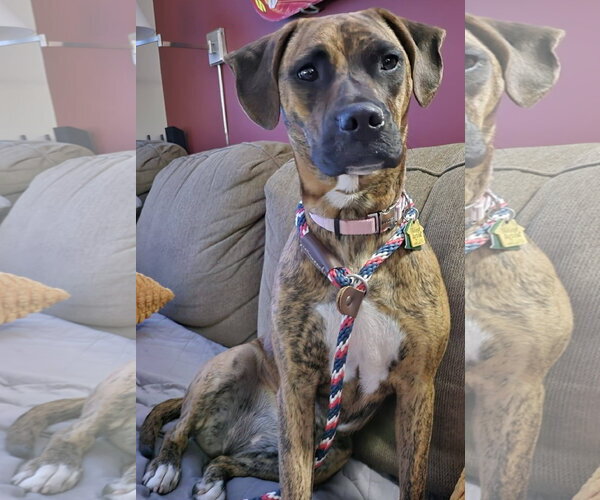 Medium Photo #8 Boxer-Unknown Mix Puppy For Sale in Burnsville, MN, USA
