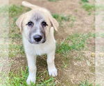 Small #2 Mutt