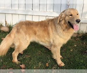 Father of the Golden Retriever puppies born on 04/10/2023