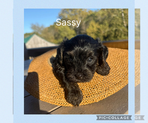Yorkipoo Puppy for sale in BENNINGTON, IN, USA