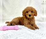 Image preview for Ad Listing. Nickname: Ginger