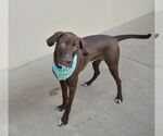 Small #1 Mutt
