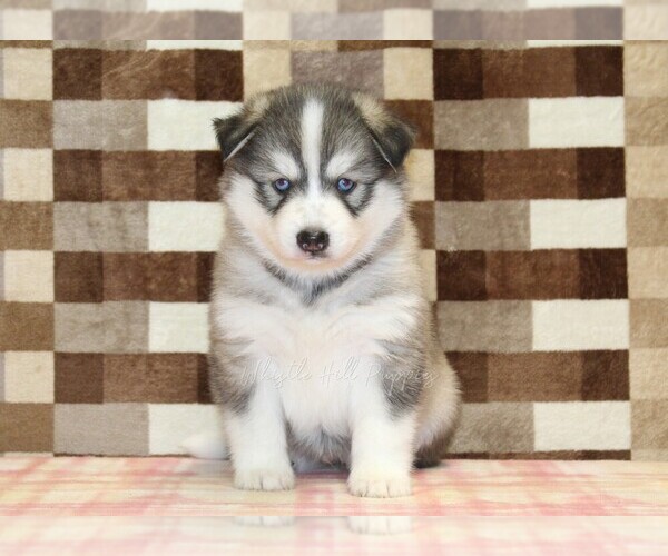Medium Photo #3 Pomsky Puppy For Sale in DENVER, PA, USA