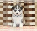 Small #2 Pomsky