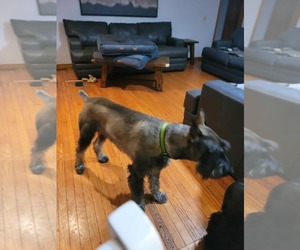 Father of the Schnauzer (Giant) puppies born on 08/25/2025