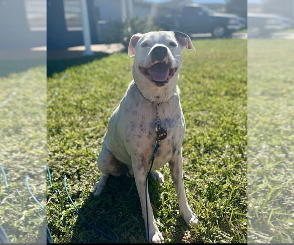 Medium Photo #2 American Bulldog-Labrador Retriever Mix Puppy For Sale in Royal Palm Beach, FL, USA