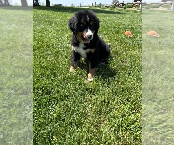 Medium Photo #5 Bernese Mountain Dog Puppy For Sale in MIDDLEBURY, IN, USA
