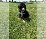 Small Photo #5 Bernese Mountain Dog Puppy For Sale in MIDDLEBURY, IN, USA
