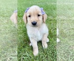 Small #7 Golden Retriever