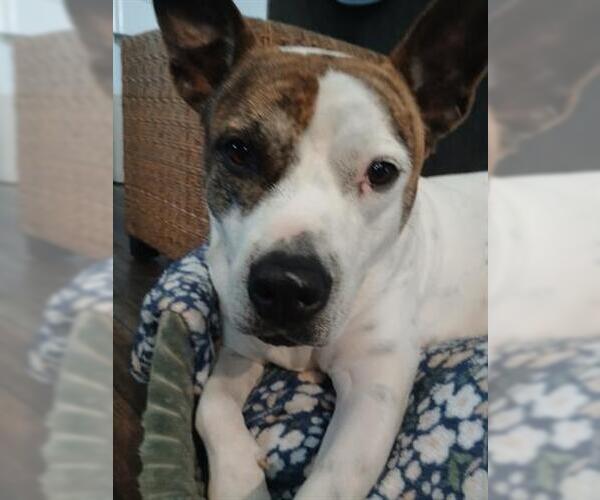 Medium Photo #2 Mutt Puppy For Sale in Houston, TX, USA