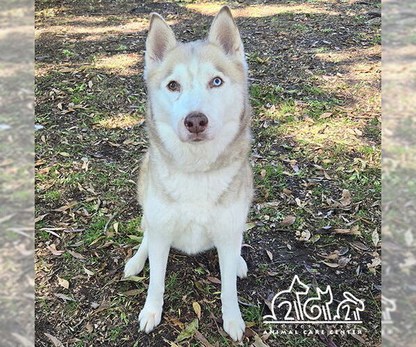 Medium Photo #1 Siberian Husky Puppy For Sale in Irvine, CA, USA