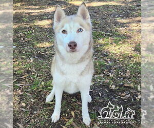 Siberian Husky Dogs for adoption in Irvine, CA, USA