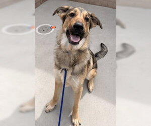 German Shepherd Dog Dogs for adoption in Salinas, CA, USA