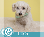 Small #4 Bichon Frise