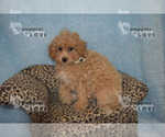 Small #2 Poodle (Toy)