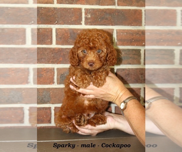 Medium Photo #4 Cockapoo (Miniature) Puppy For Sale in CLARKRANGE, TN, USA