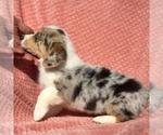 Small #1 Pembroke Welsh Corgi