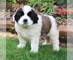 Small Saint Bernard